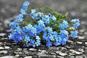 Forget About Me Flower