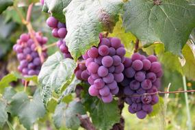 Uva Fruit Vine