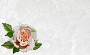 Greeting Card Rose Desktop