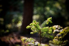 Forest Nature