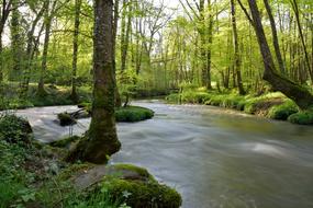 River Trees Nature