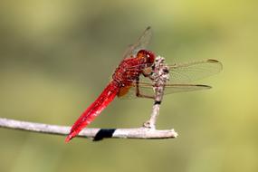 Nature Insect Animals