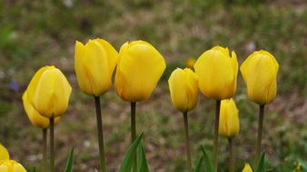 Nature Plants Flowers