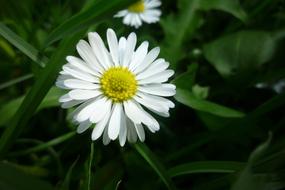 Nature Plant Flower