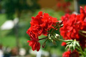 Balcony Flower Red Plant