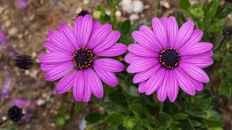 purple wild flowers