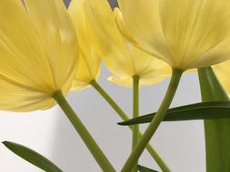 Nature Flora Flower