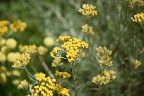Flower Yellow Blossom
