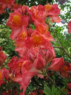 Garden Flower Plant