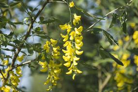 Acacia Tree Flowers