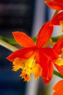 Flower Plant Nature