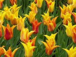 Tulip Flower Yellow
