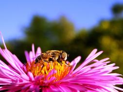 Nature Insect Flower