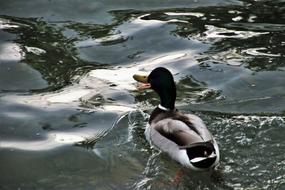 One Water Kaczor macro blur