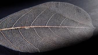 Pattern Nature