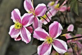 Gentle Spring Flower