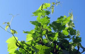 Grape Foliage