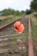 red poppy on the rails view