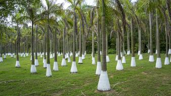 trees pillars are white