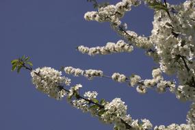 Blossom Spring White Blue