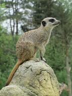 Nature Animal World