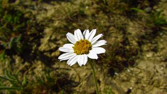 white beautiful one flower