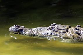 Crocodile Body Of Water Nature