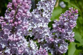 purple lilac flower is beautiful