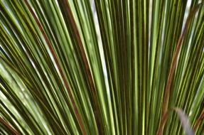 Leaf Plant Any Person Not