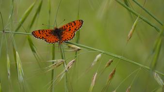 Nature Butterfly Grass