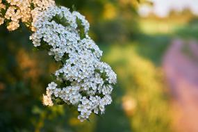 Flower Nature Plant