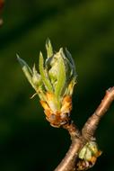 Nature Leaf Plant