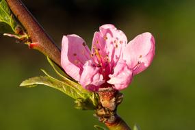Flower Nature Plant
