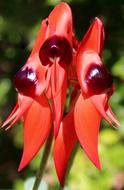 red flowers with berries look