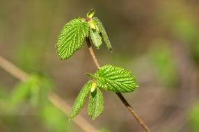Spring Green Tree