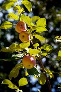 apples look beautiful leaves