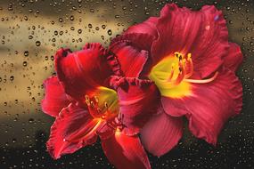 Flower Nature Beautiful