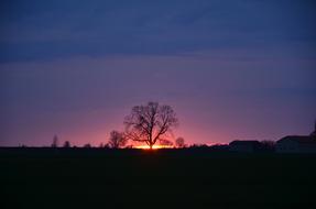Nature Tree Landscape
