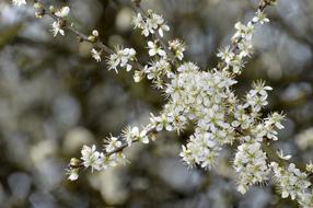 Flower Nature Plant