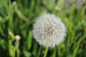 Flower Dandelion Nature Close