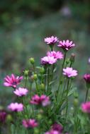 Flowers Nature Plants
