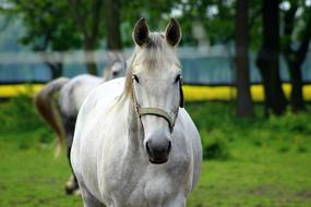 The Horse Gray Stud