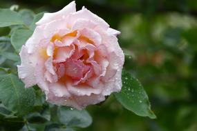 Flower Leaf Plant