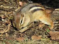 Nature Wildlife Mammal