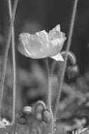 Flower Nature Flora