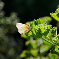 Eastern Dotted Border Butterfly