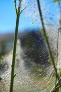 Ermine Bud Moth Track