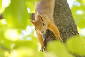 Squirrel Nature Wildlife