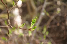 Spring Sheet Rostock