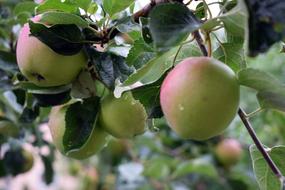 wet apples on a tree